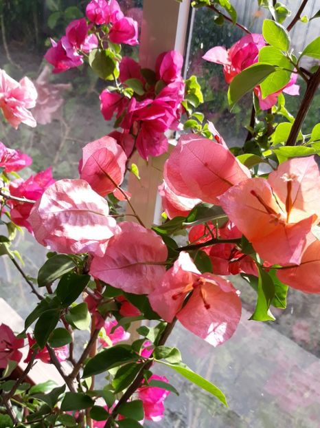 - Bougainvillea 2019-2020