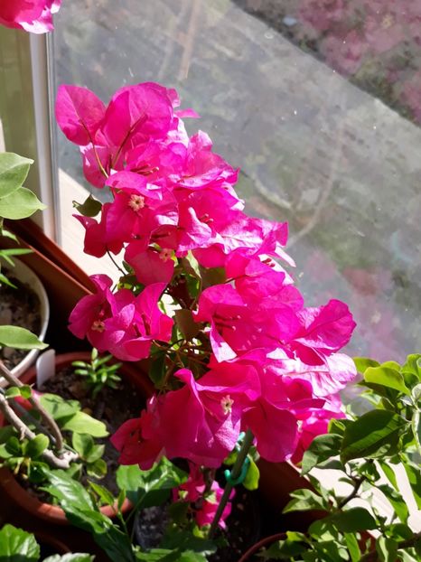  - Bougainvillea 2019-2020