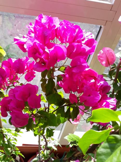  - Bougainvillea 2019-2020