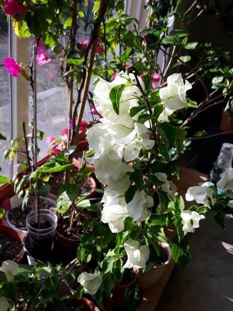  - Bougainvillea 2019-2020