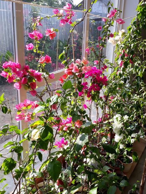  - Bougainvillea 2019-2020