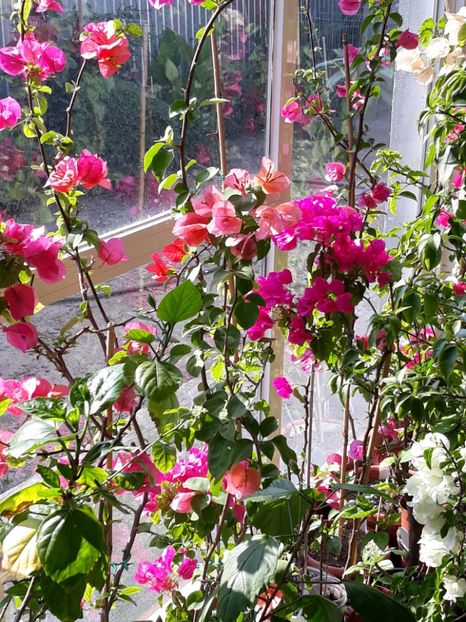  - Bougainvillea 2019-2020