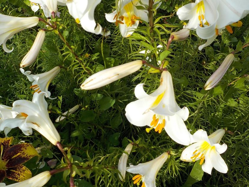  - lilium regale