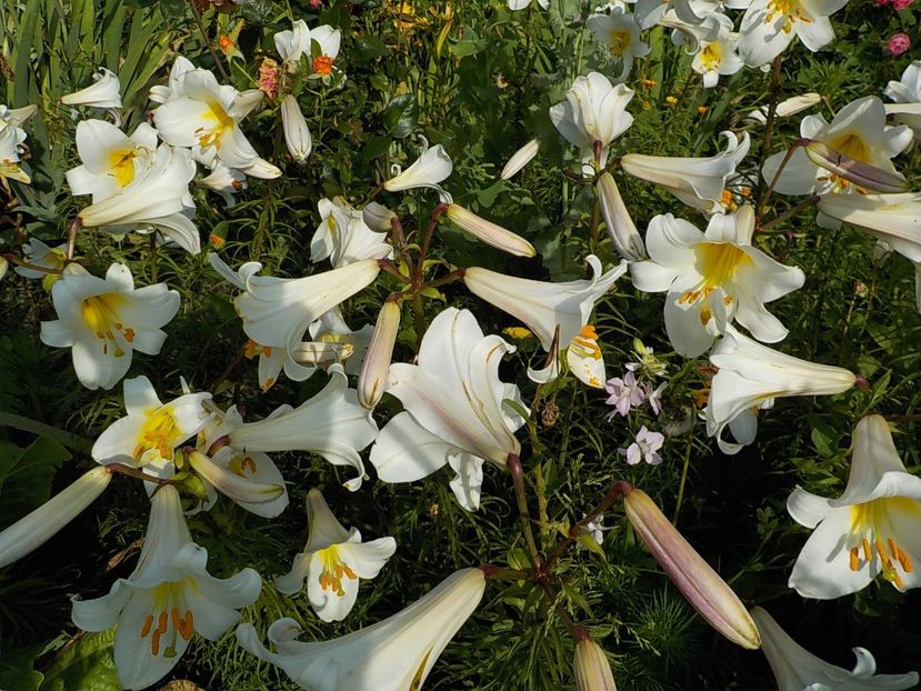  - lilium regale