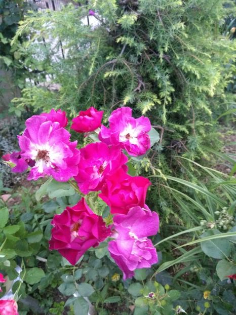  - Gradina iunie 2019