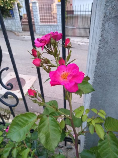  - Gradina iunie 2019
