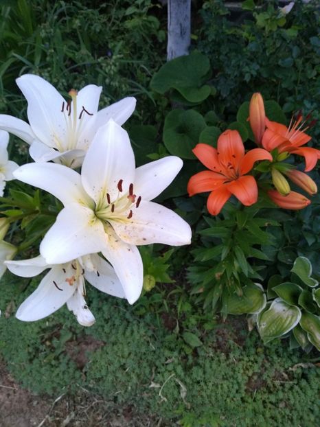 - Gradina iunie 2019