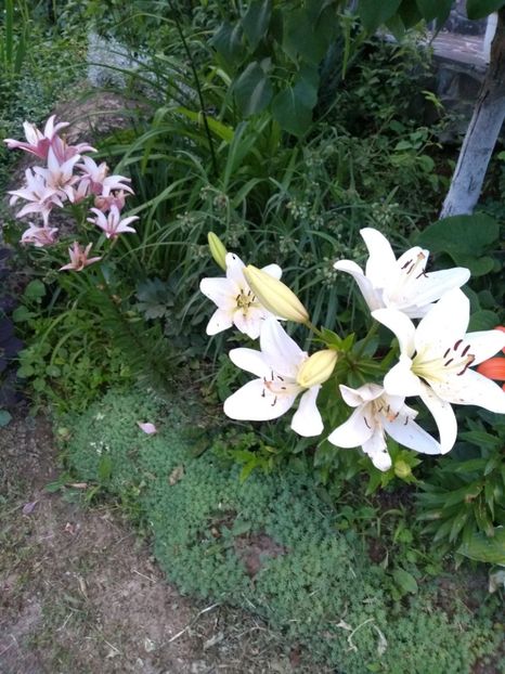  - Gradina iunie 2019