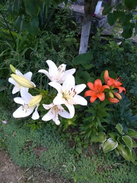  - Gradina iunie 2019