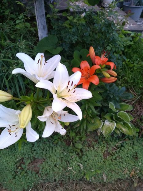 - Gradina iunie 2019