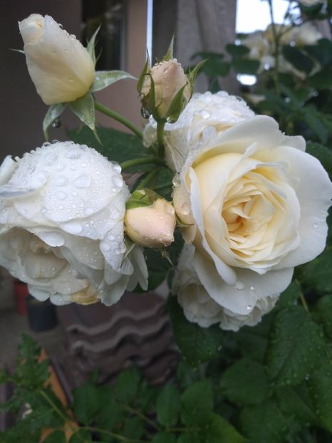  - Gradina iunie 2019