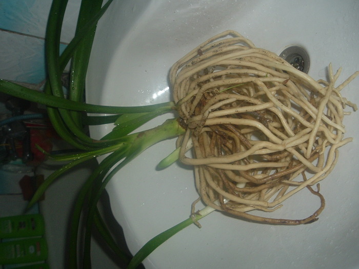 DSCF2147; clivia dusuita si curatata de purici
