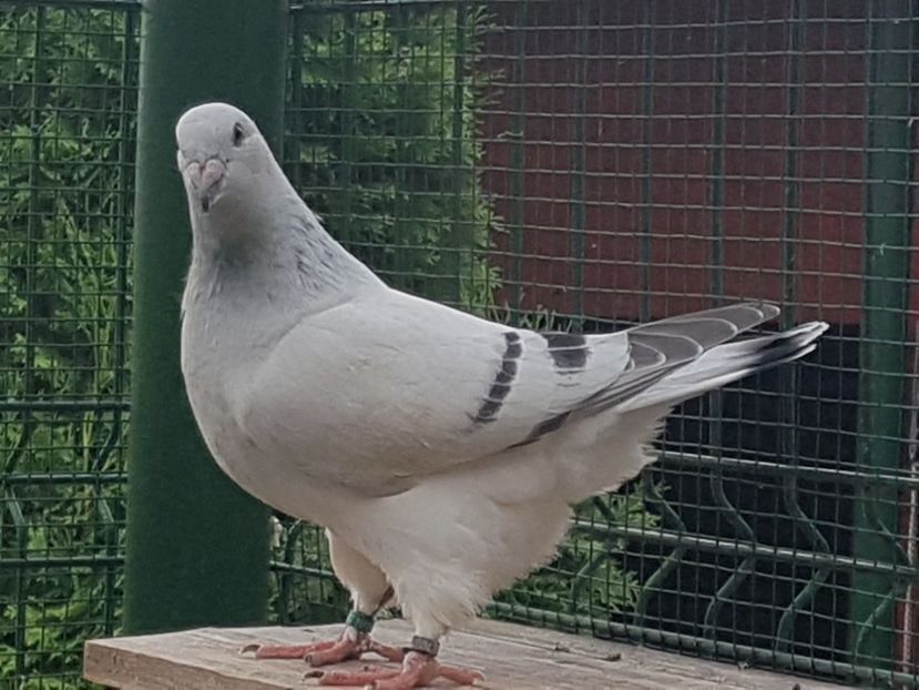 4483-19 - 0-VRdF-TINERET-2019