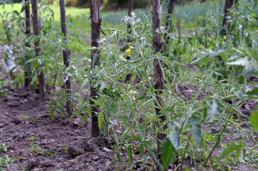  - 03 Gradina de legume 2019