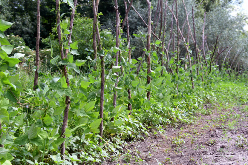  - 03 Gradina de legume 2019