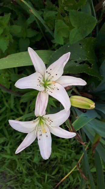 received_699195710516127 - De prin curte