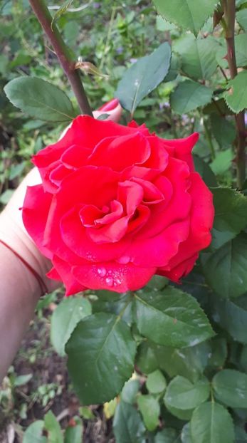 received_345914319406807 - De prin curte