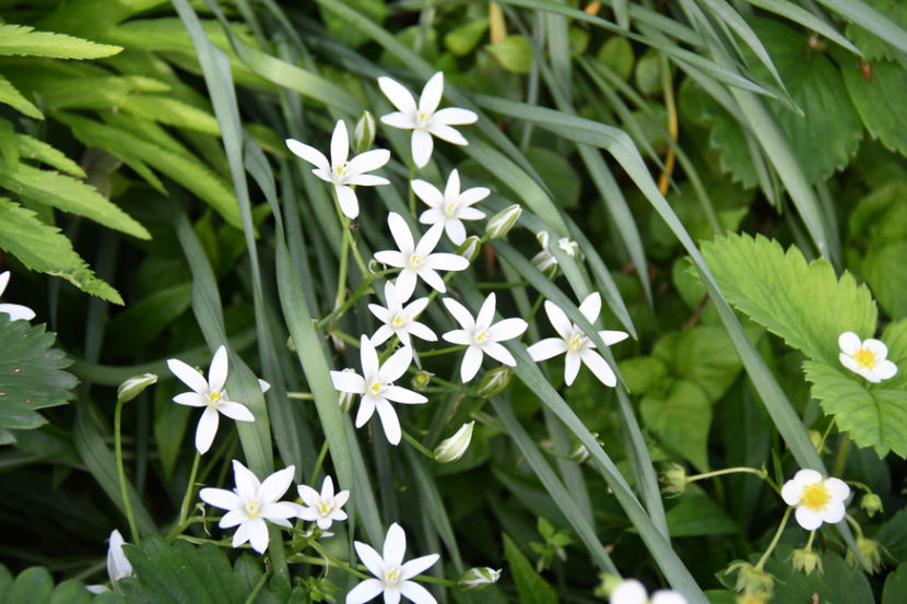  - 04 Gradina de flori 2019