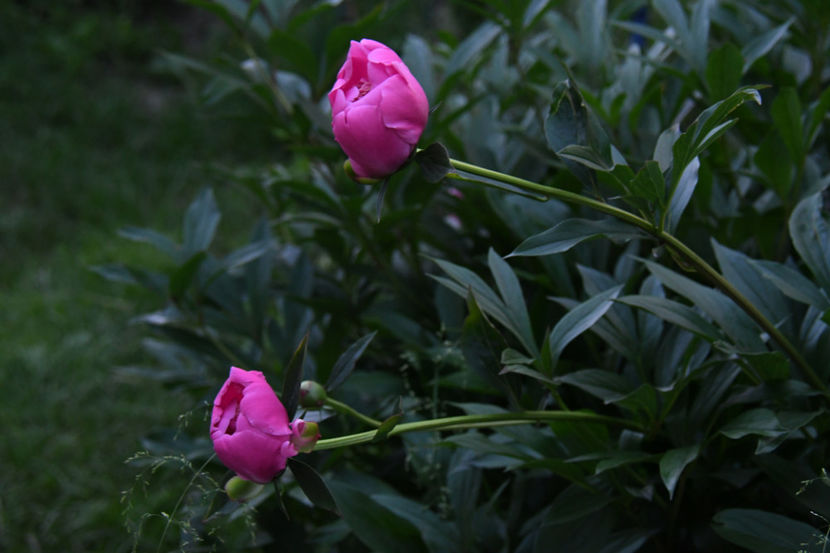  - 04 Gradina de flori 2019