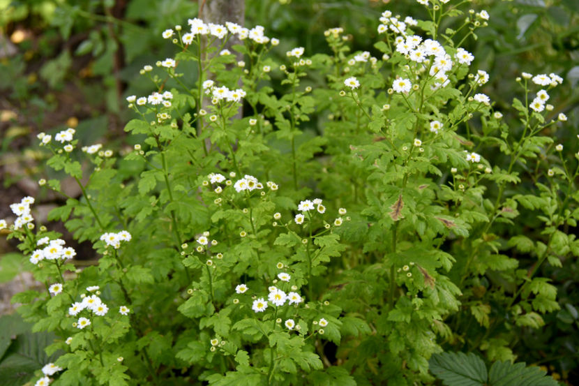  - 04 Gradina de flori 2019