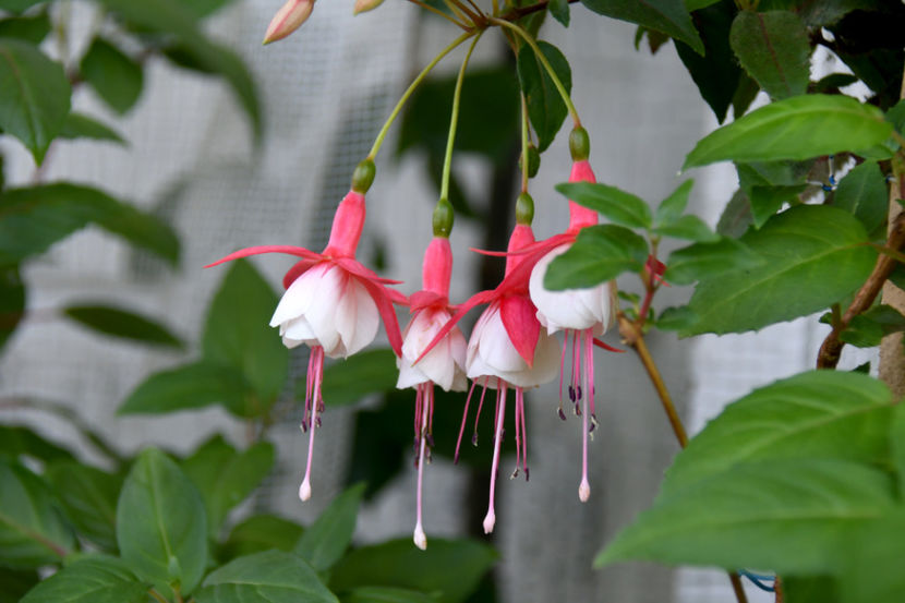  - 04 Gradina de flori 2019