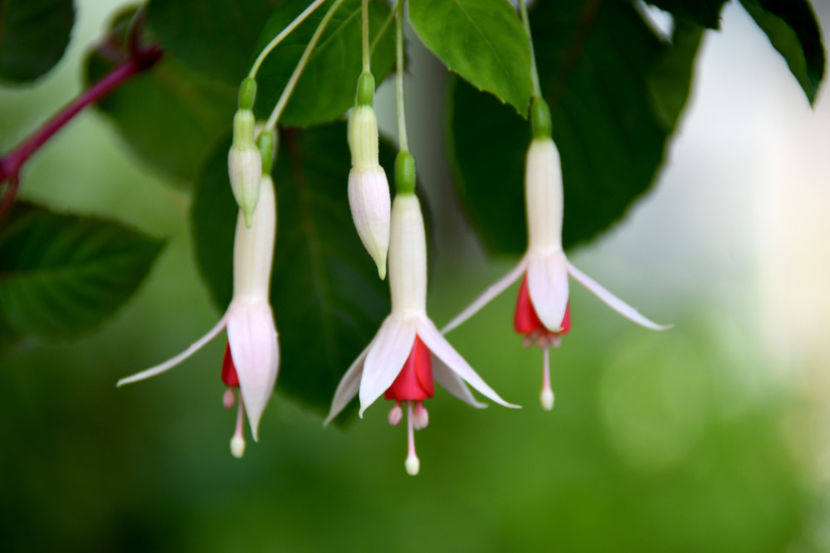  - 04 Gradina de flori 2019