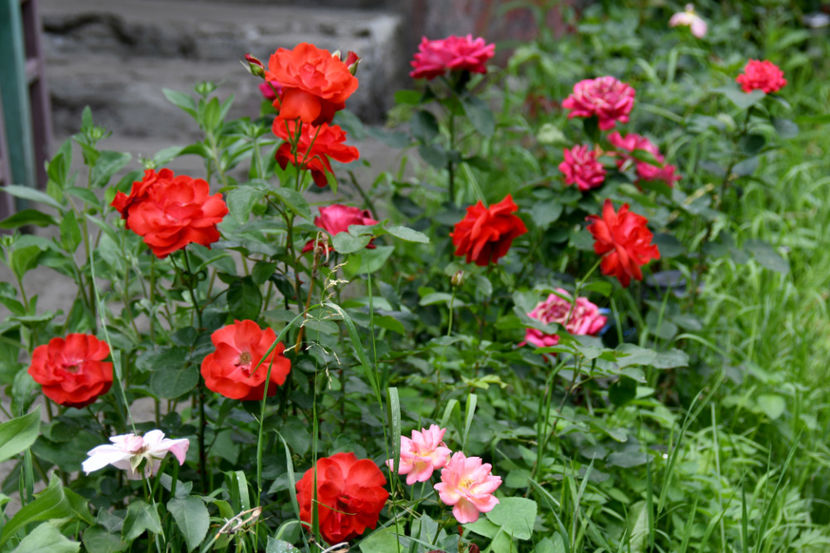  - 04 Gradina de flori 2019