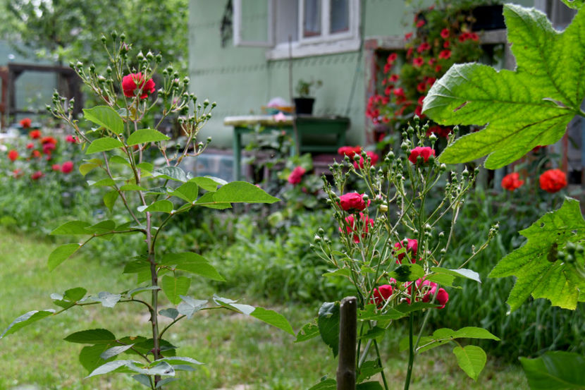  - 04 Gradina de flori 2019