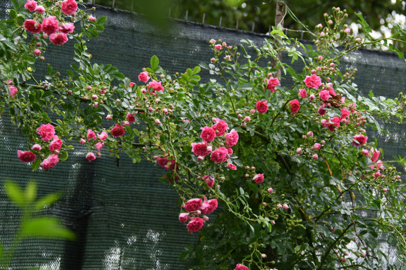  - 04 Gradina de flori 2019