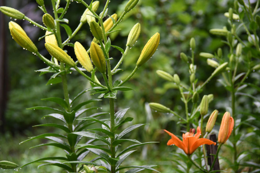  - 04 Gradina de flori 2019