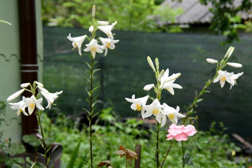  - 04 Gradina de flori 2019