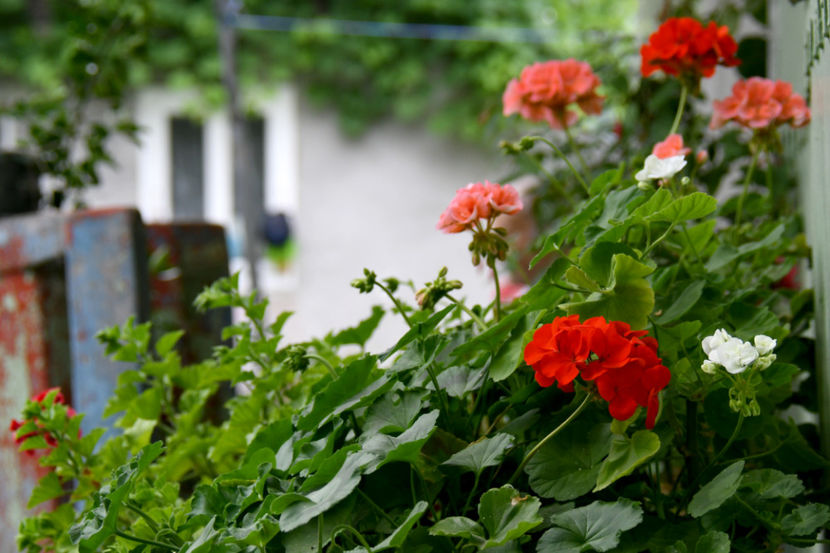  - 04 Gradina de flori 2019