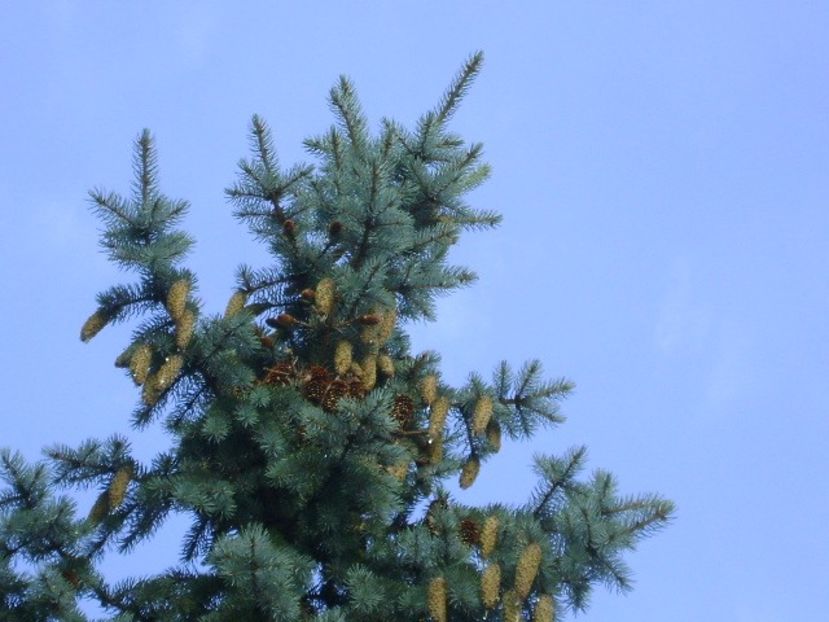 21 iun. 2019 - Solstitiul de vara - r Vara 2016-2017-2018-2019