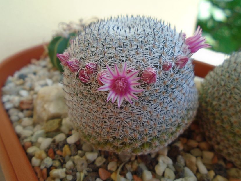 Mammillaria perbella cv. superfina - Cactusi 2019 bis