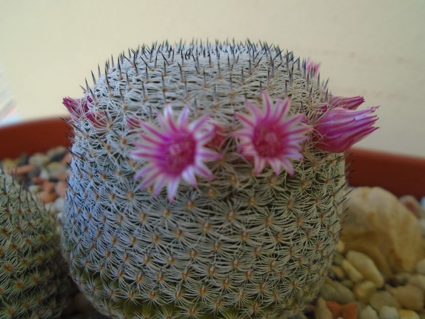 Mammillaria perbella cv. superfina - Cactusi 2019 bis