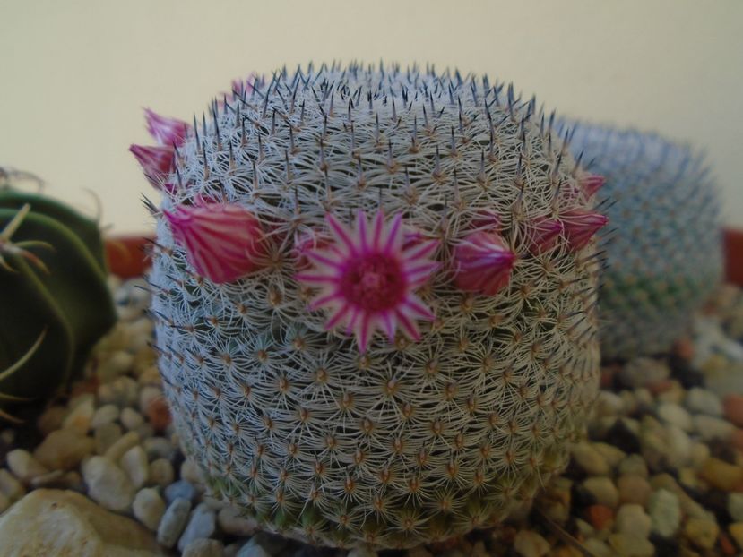 Mammillaria perbella cv. superfina - Cactusi 2019 bis