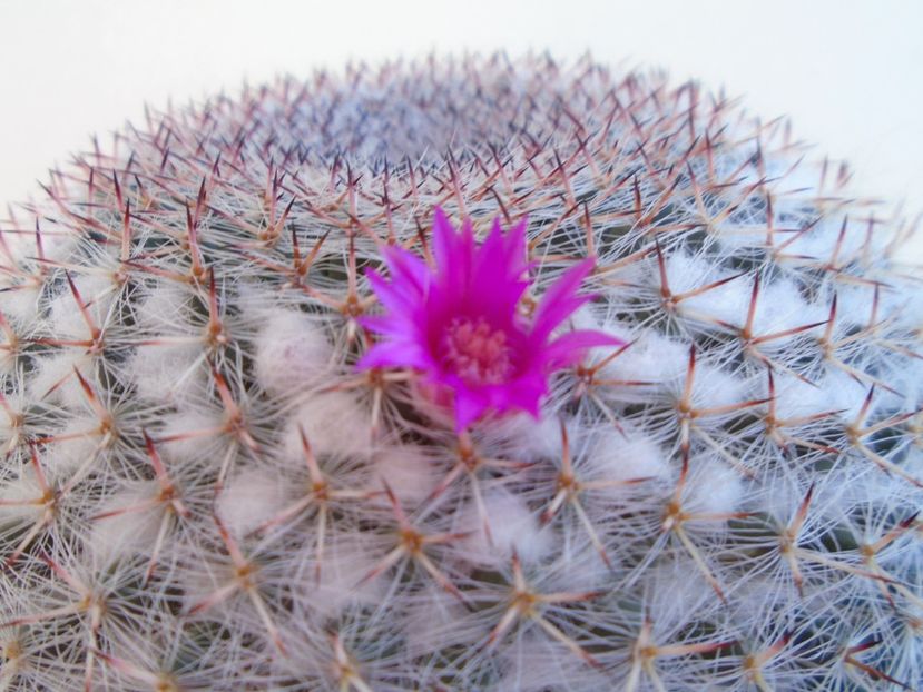 Mammillaria hahniana - Cactusi 2019 bis
