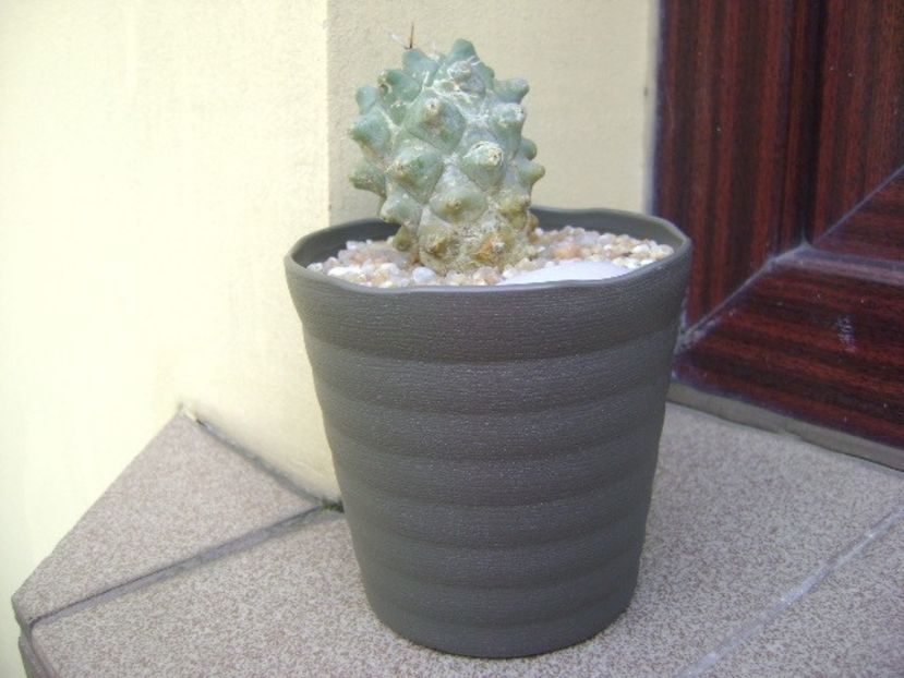 Thelocactus rinconensis ssp. multicephalus - Cactusi 2019 bis