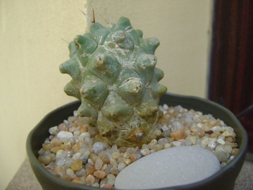 Thelocactus rinconensis ssp. multicephalus - Cactusi 2019 bis