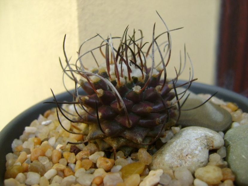 Turbinicarpus hb. gracilis x jauernigii - Cactusi 2019 bis