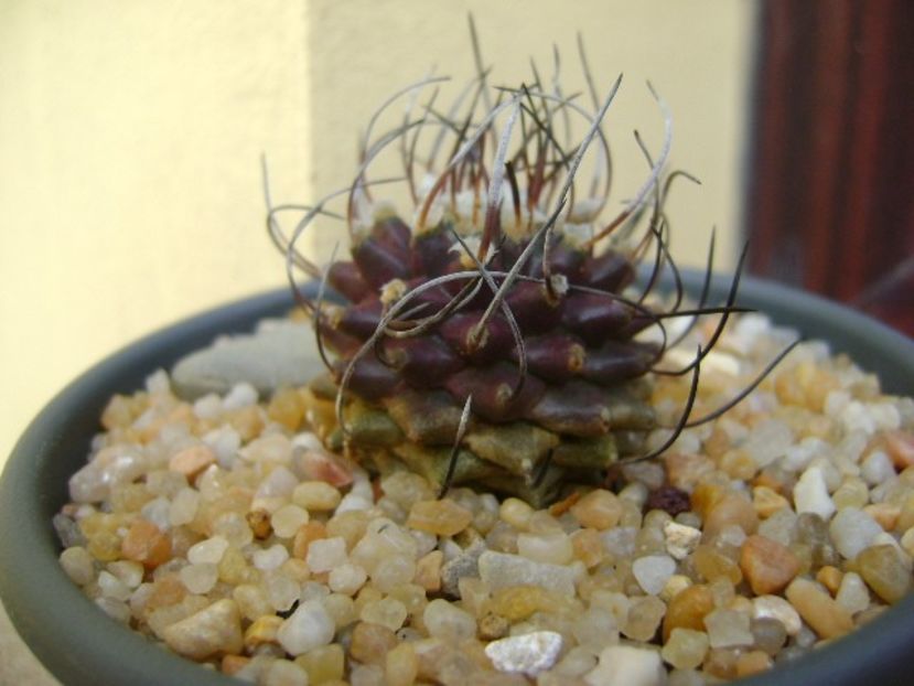 Turbinicarpus hb. gracilis x jauernigii - Cactusi 2019 bis