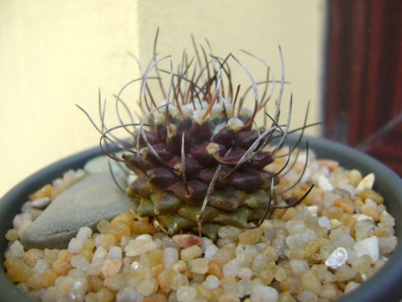 Turbinicarpus hb. gracilis x jauernigii - Cactusi 2019 bis