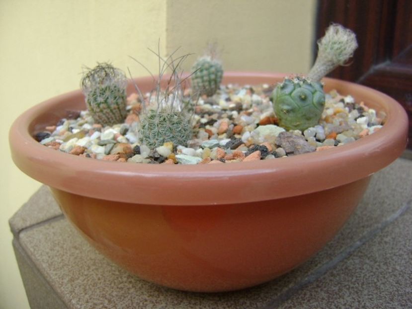 Grup de 6 Turbinicarpus - Cactusi 2019 bis