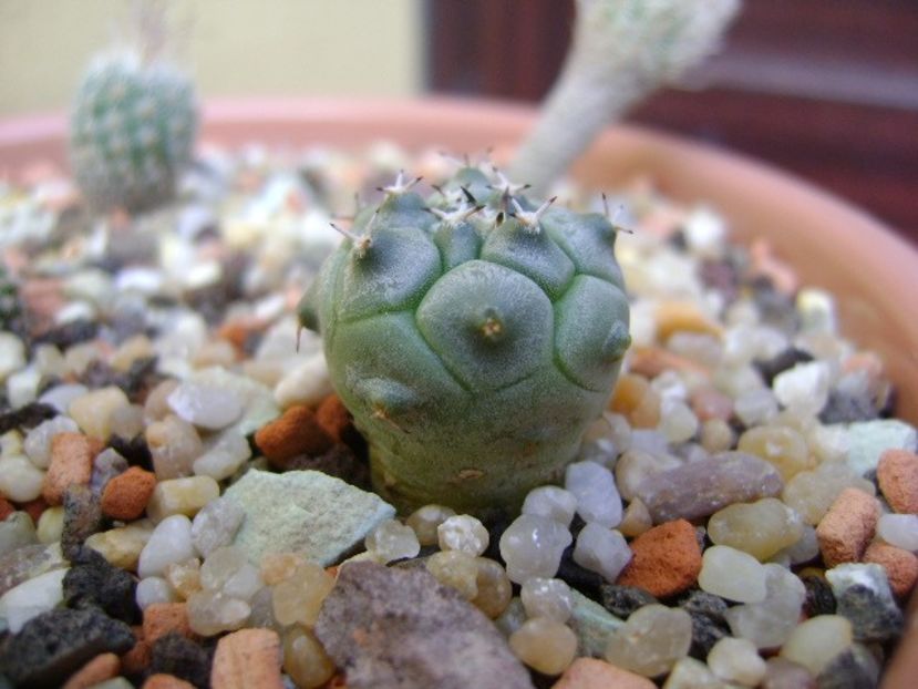 Turbinicarpus lophophoroides - Cactusi 2019 bis