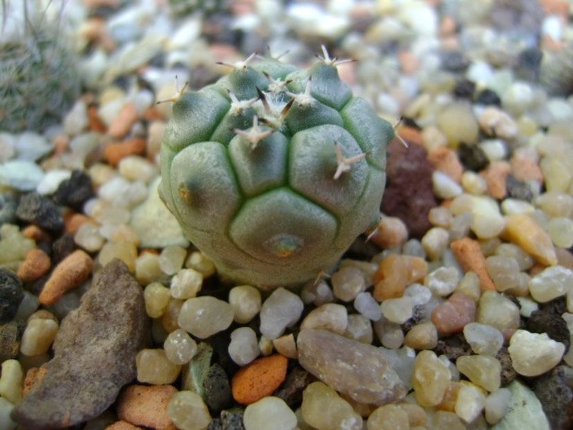 Turbinicarpus lophophoroides - Cactusi 2019 bis