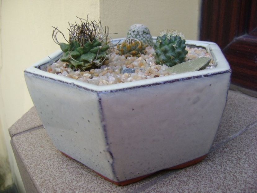 Grup de 5 Turbinicarpus - Cactusi 2019 bis