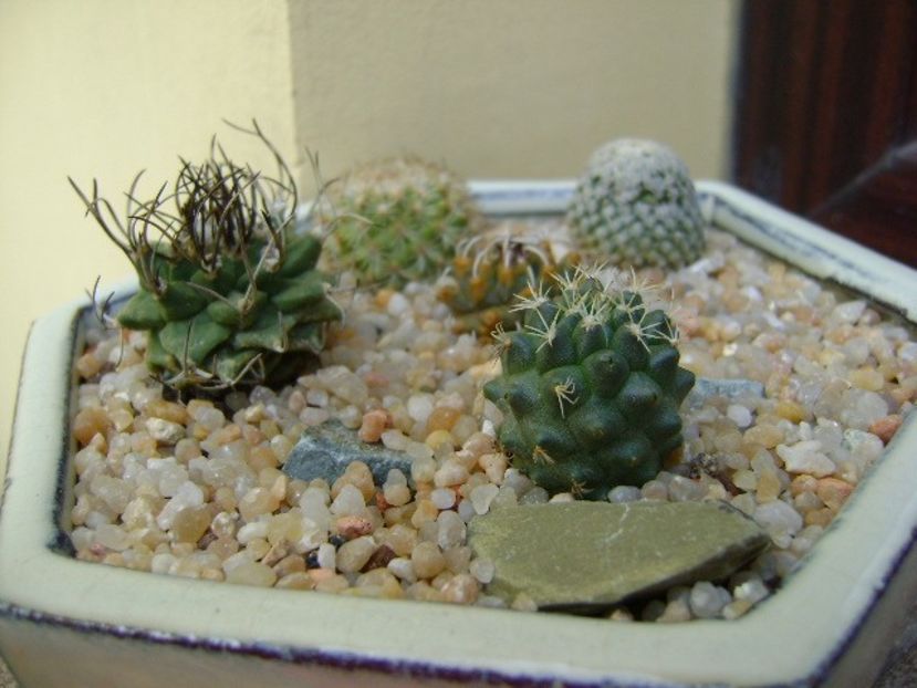 Grup de 5 Turbinicarpus - Cactusi 2019 bis