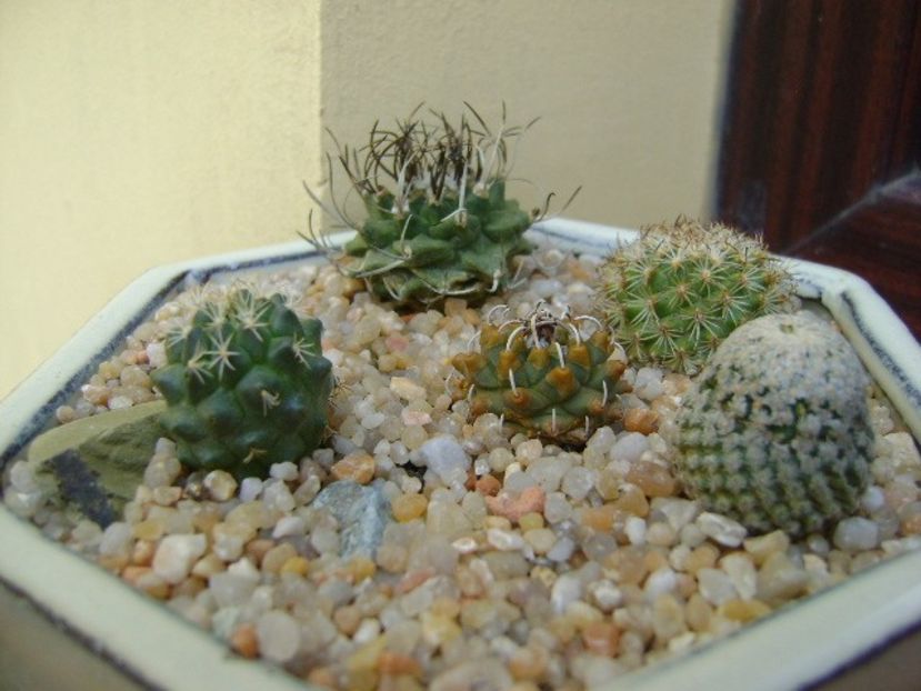 Grup de 5 Turbinicarpus - Cactusi 2019 bis
