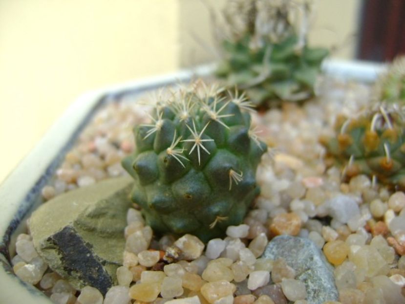 Turbinicarpus hb. gracilis x lophophoroides - Cactusi 2019 bis