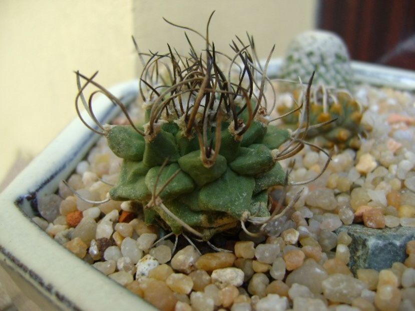 Turbinicarpus alonsoi hb. - Cactusi 2019 bis
